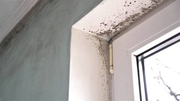 Best Mold Removal for HVAC Installations  in Townsend, DE