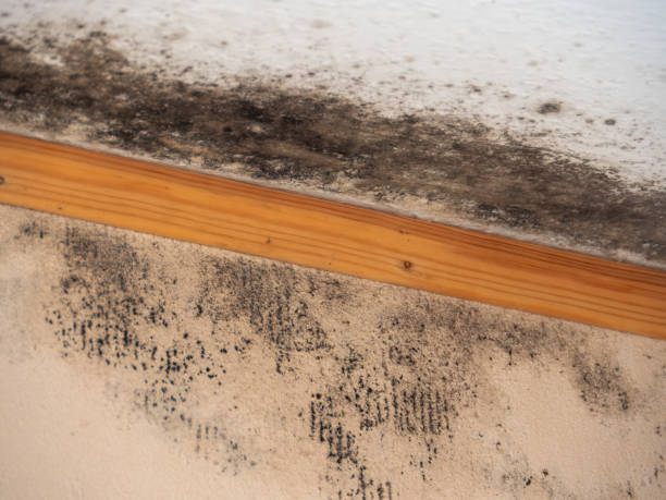 Best HVAC Mold Inspection and Cleaning  in Townsend, DE