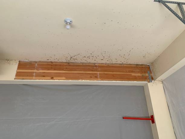 Best Industrial Mold Remediation  in Townsend, DE
